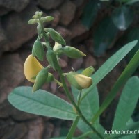 Crotalaria retusa L.